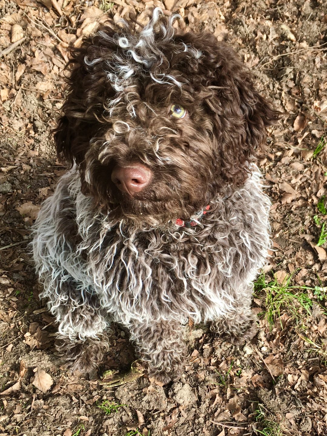 Truffes - Le Boucanier